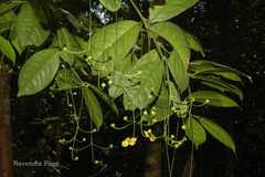 Glyptopetalum grandiflorum